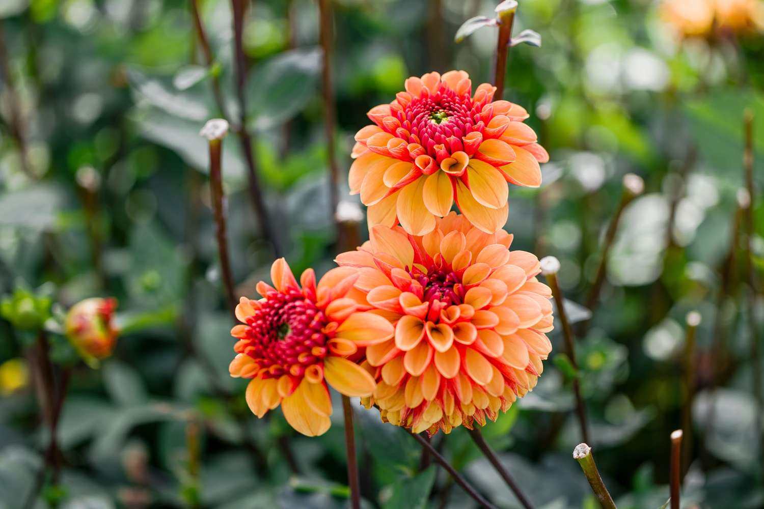 Dahlie 'American Sunset'